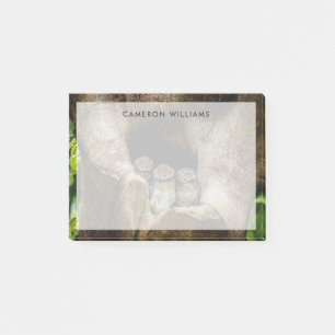 Wälder   Drei Eulen suchen Post-it Klebezettel