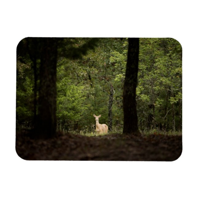 Wälder | Ein weißer Schwanz im Wald Magnet (Horizontal)