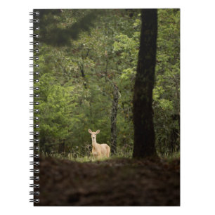 Wälder   Ein weißer Schwanz im Wald Notizblock