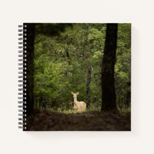 Wälder   Ein weißer Schwanz im Wald Notizbuch