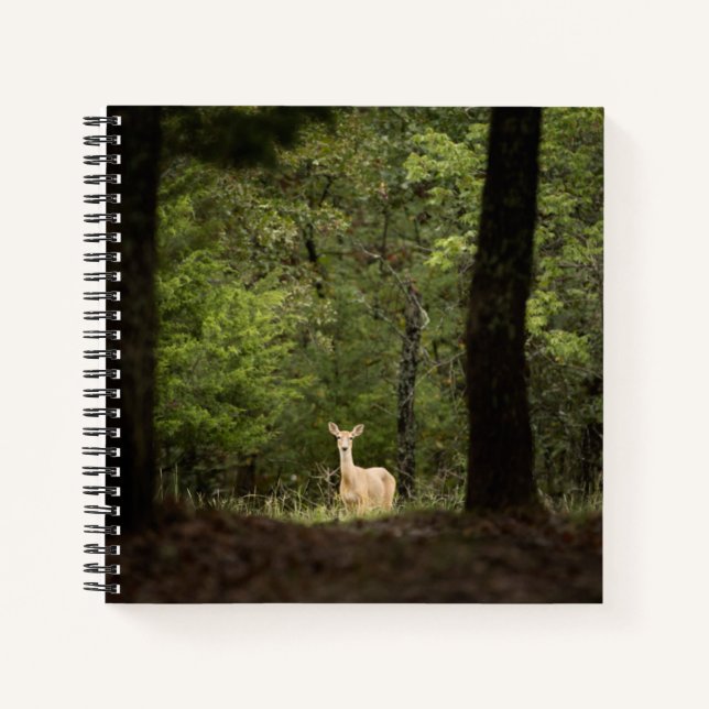 Wälder | Ein weißer Schwanz im Wald Notizbuch (Vorderseite)