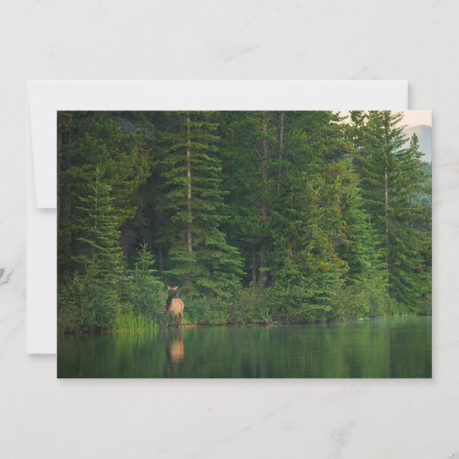 Wälder | Elch im Banff-Nationalpark Alberta Dankeskarte (Vorderseite)