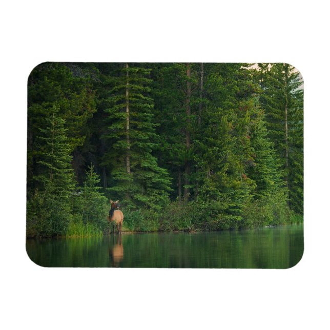 Wälder | Elch im Banff-Nationalpark Alberta Magnet (Horizontal)
