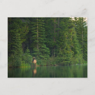 Wälder   Elch im Banff-Nationalpark Alberta Postkarte