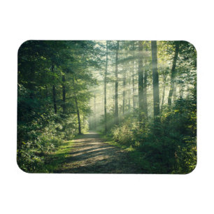 Wälder Forstweg Hamburg Deutschland Magnet
