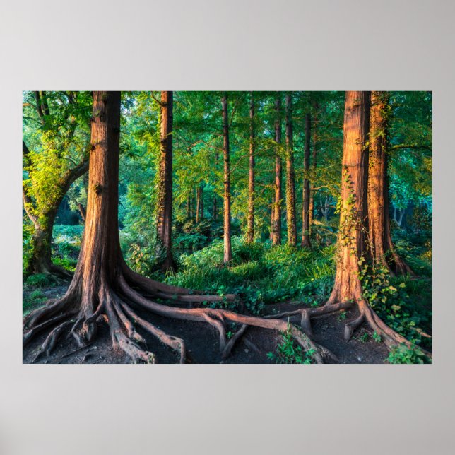 Wälder | Grünland und Wälder Poster (Vorne)