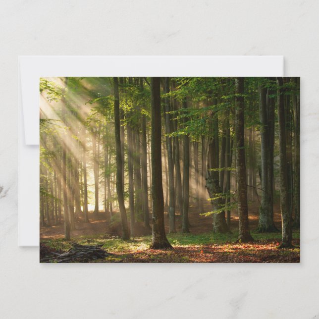 Wälder | Herbstwald Dankeskarte (Vorderseite)