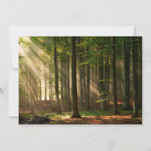 Wälder   Herbstwald Dankeskarte