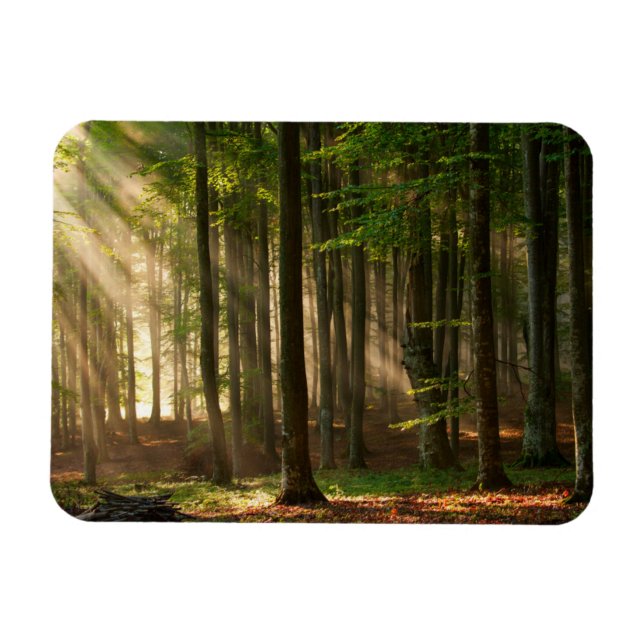 Wälder | Herbstwald Magnet (Horizontal)