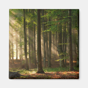 Wälder   Herbstwald Magnet