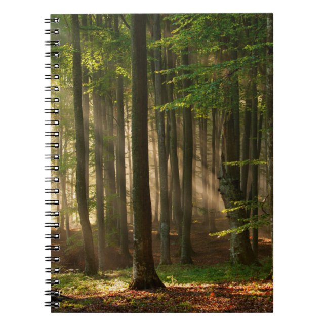 Wälder | Herbstwald Notizblock (Vorderseite)