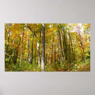 Wälder in Gelben Blätter Herbstlandschaft Poster
