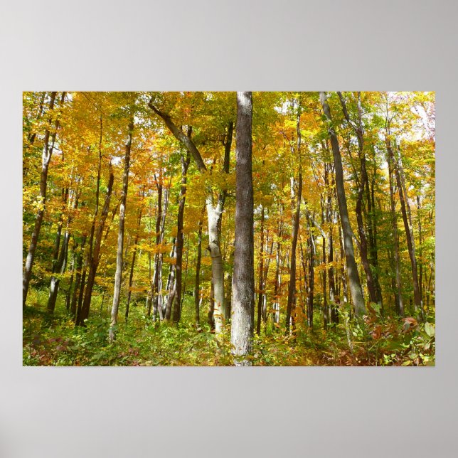 Wälder in Gelben Blätter Herbstlandschaft Poster (Vorne)