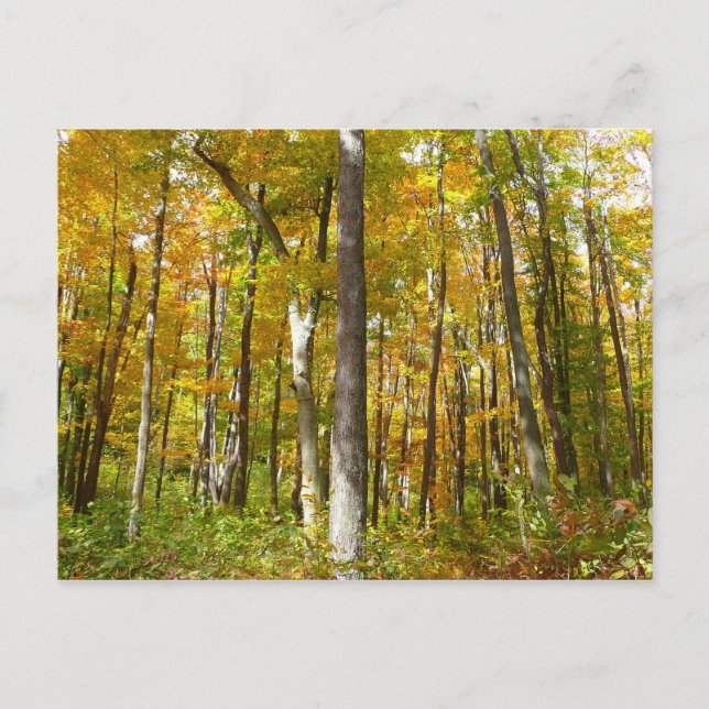 Wälder in Gelben Blätter Herbstlandschaft Postkarte (Vorderseite)