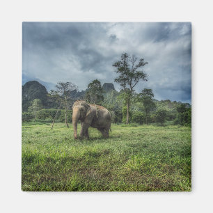 Wälder   Kao Sok Nationalpark Magnet