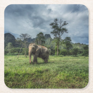Wälder   Kao Sok Nationalpark Rechteckiger Pappuntersetzer
