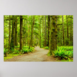 Wälder   Olympischer Nationalpark Poster