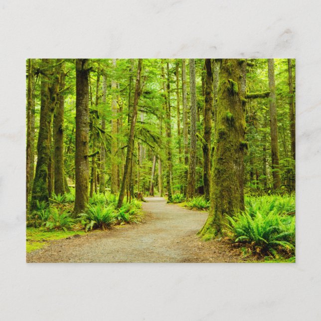 Wälder | Olympischer Nationalpark Postkarte (Vorderseite)