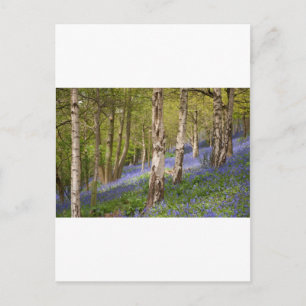 Wälder Postkarte
