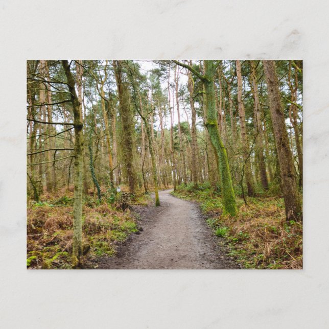 Wälder  postkarte (Vorderseite)