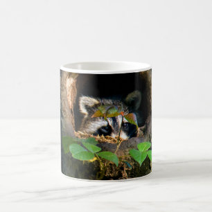 Wälder   Raccoon Peeking Kaffeetasse