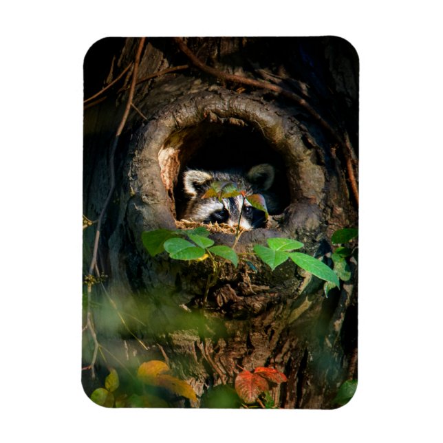 Wälder | Raccoon Peeking Magnet (Vertikal)