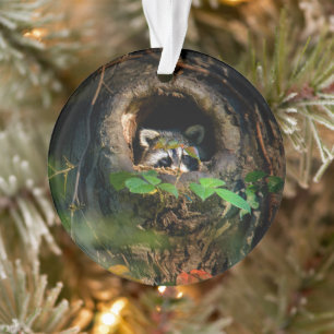 Wälder   Raccoon Peeking Ornament