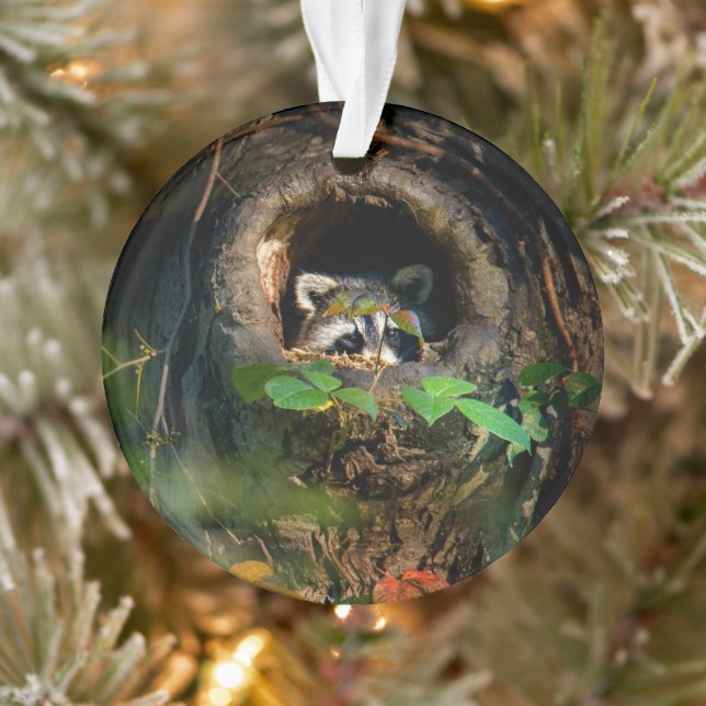 Wälder | Raccoon Peeking Ornament (Baum)