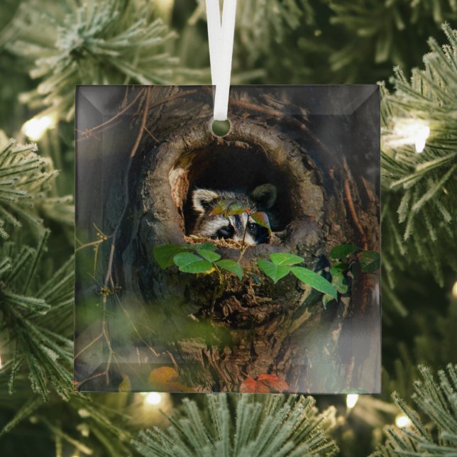 Wälder | Raccoon Peeking Ornament Aus Glas (Insitu)