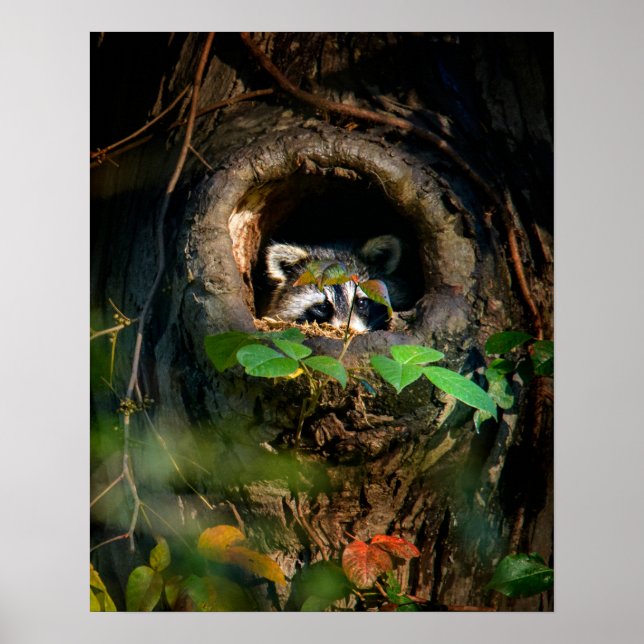Wälder | Raccoon Peeking Poster (Vorne)