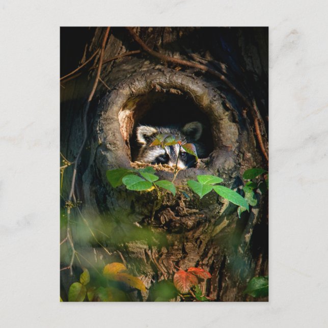 Wälder | Raccoon Peeking Postkarte (Vorderseite)
