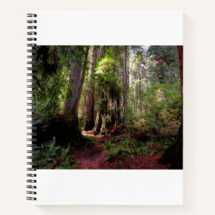 Wälder   Redwood Forest California Notizbuch