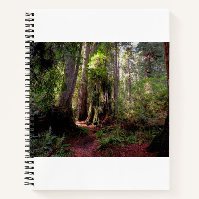 Wälder | Redwood Forest California Notizbuch (Vorderseite)