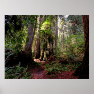 Wälder Redwood Forest California Poster