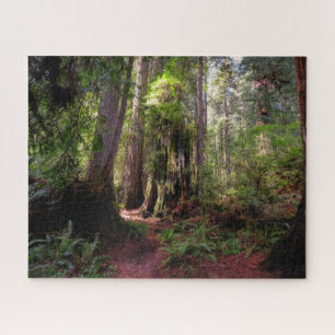 Wälder   Redwood Forest California Puzzle