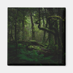 Wälder Routeburn Track Fiordland Nationalpark Magnet