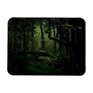 Wälder   Routeburn Track Fiordland Nationalpark Magnet