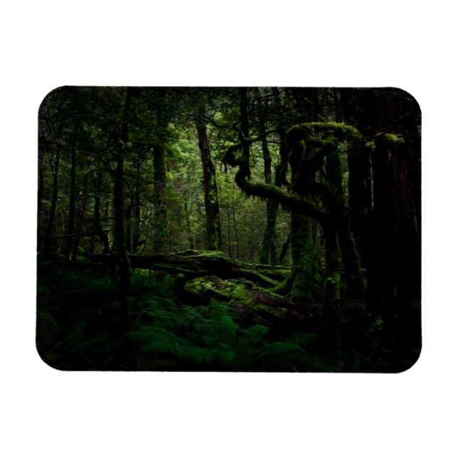 Wälder | Routeburn Track Fiordland Nationalpark Magnet (Horizontal)