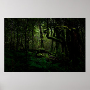 Wälder   Routeburn Track Fiordland Nationalpark Poster