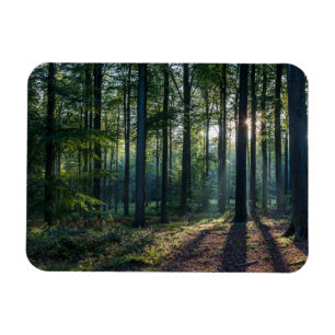 Wälder Schwarzwald Deutschland Magnet
