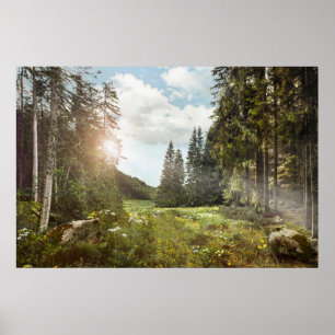 Wälder   Sun Peeking Thru Poster
