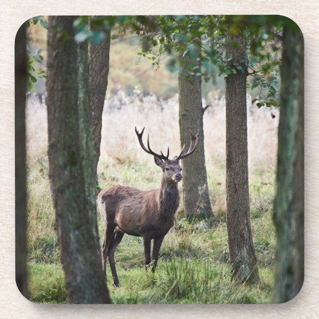 Wälder | Wälder und Rotwild Getränkeuntersetzer (Vorderseite)