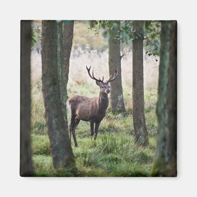 Wälder | Wälder und Rotwild Magnet (Vorne)