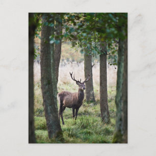 Wälder Wälder und Rotwild Postkarte