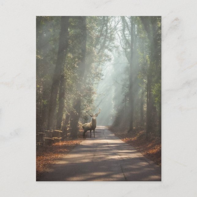 Wälder | Waldland Stag Postkarte (Vorderseite)