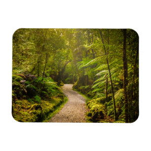 Wälder   Waldwanderweg Magnet