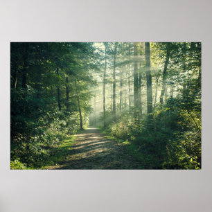 Wälder Waldweg Hamburg Deutschland Poster