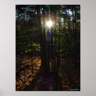 Waldfilter-Poster Poster