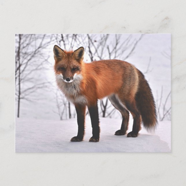 Waldfuchs Postkarte (Vorderseite)