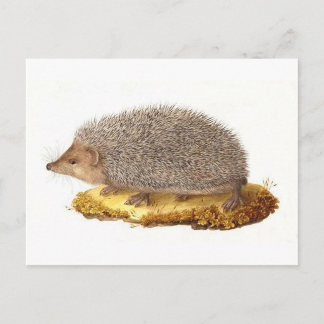 Waldigel Postkarte (Vorderseite)